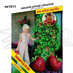 Jahodník TEMPTATION